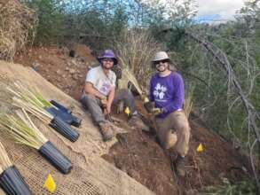 Native planting