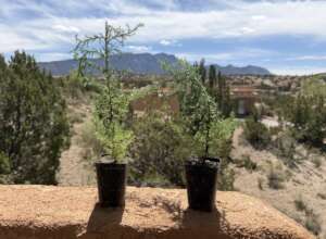 Earth Day Trees for kids of CDA staff_22Apr2026
