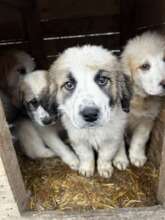 One of the 3 litters of puppies we took last month