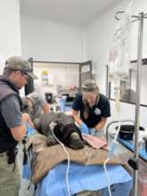 Wilson in the New Rhino & Wildlife Clinic