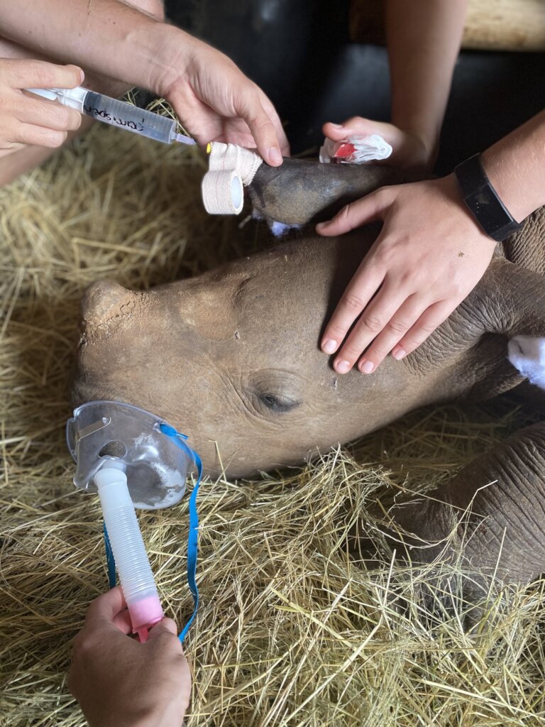 Save Orphaned and Injured Rhinos