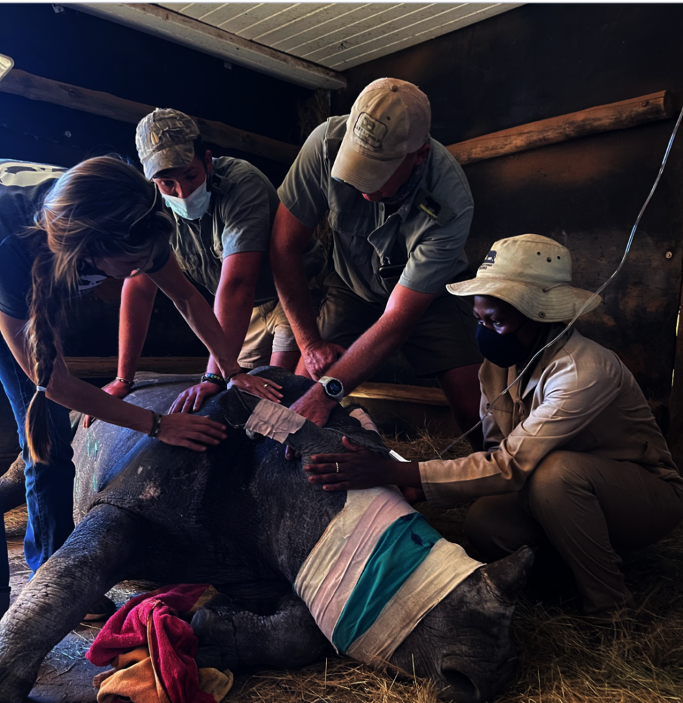 Save Orphaned and Injured Rhinos