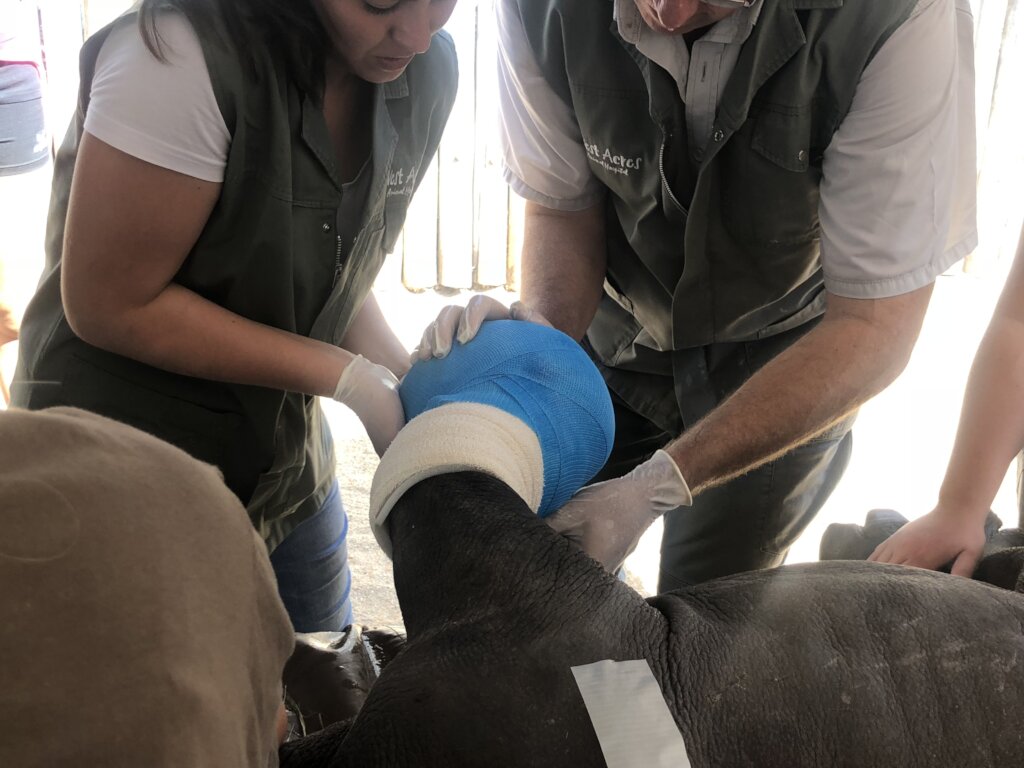 Save Orphaned and Injured Rhinos