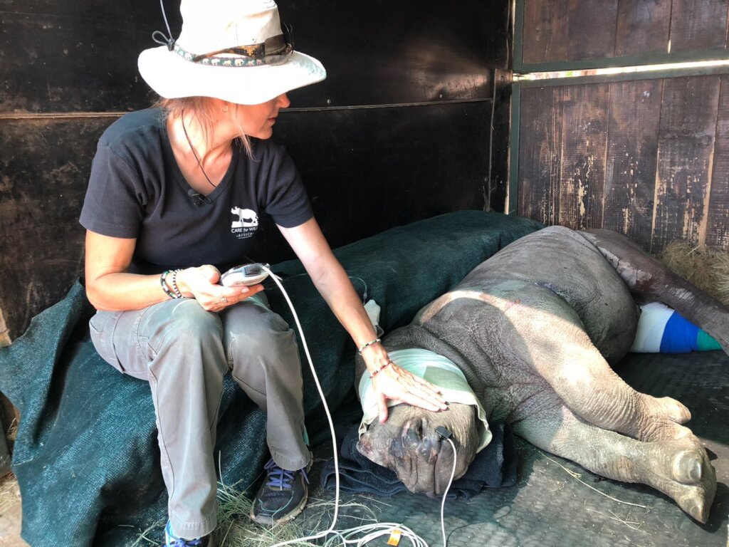 Save Orphaned and Injured Rhinos