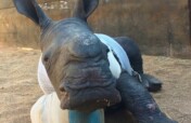 Save Orphaned and Injured Rhinos