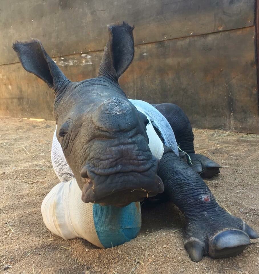 Save Orphaned and Injured Rhinos