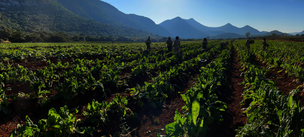 Harvesting Hope: Lomshiyo Community Farm