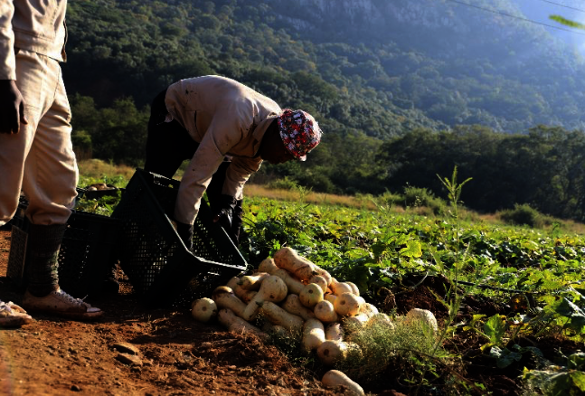 Harvesting Hope: Lomshiyo Community Farm