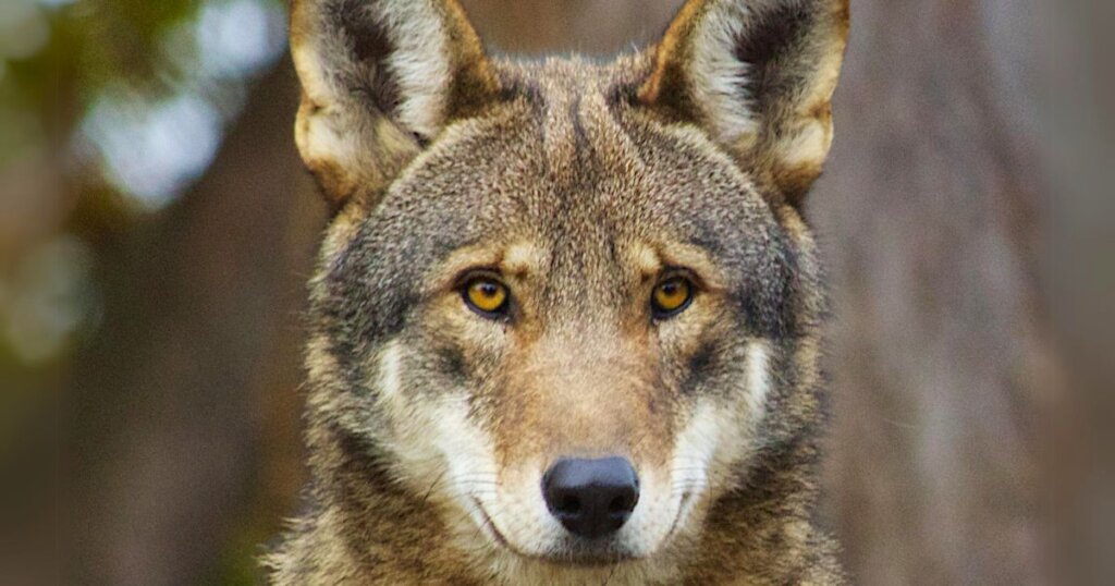 Red Wolf Wildlife Crossing Fund