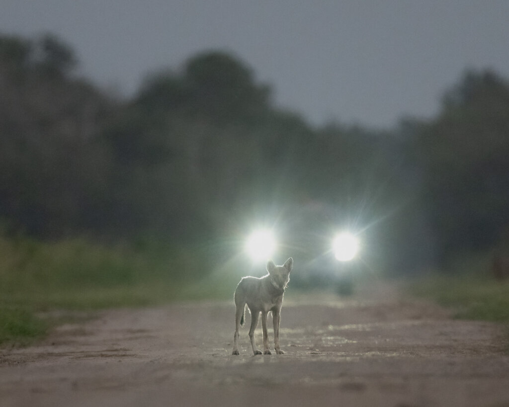 Red Wolf Wildlife Crossing Fund