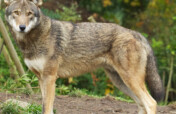 Red Wolf Wildlife Crossing Fund