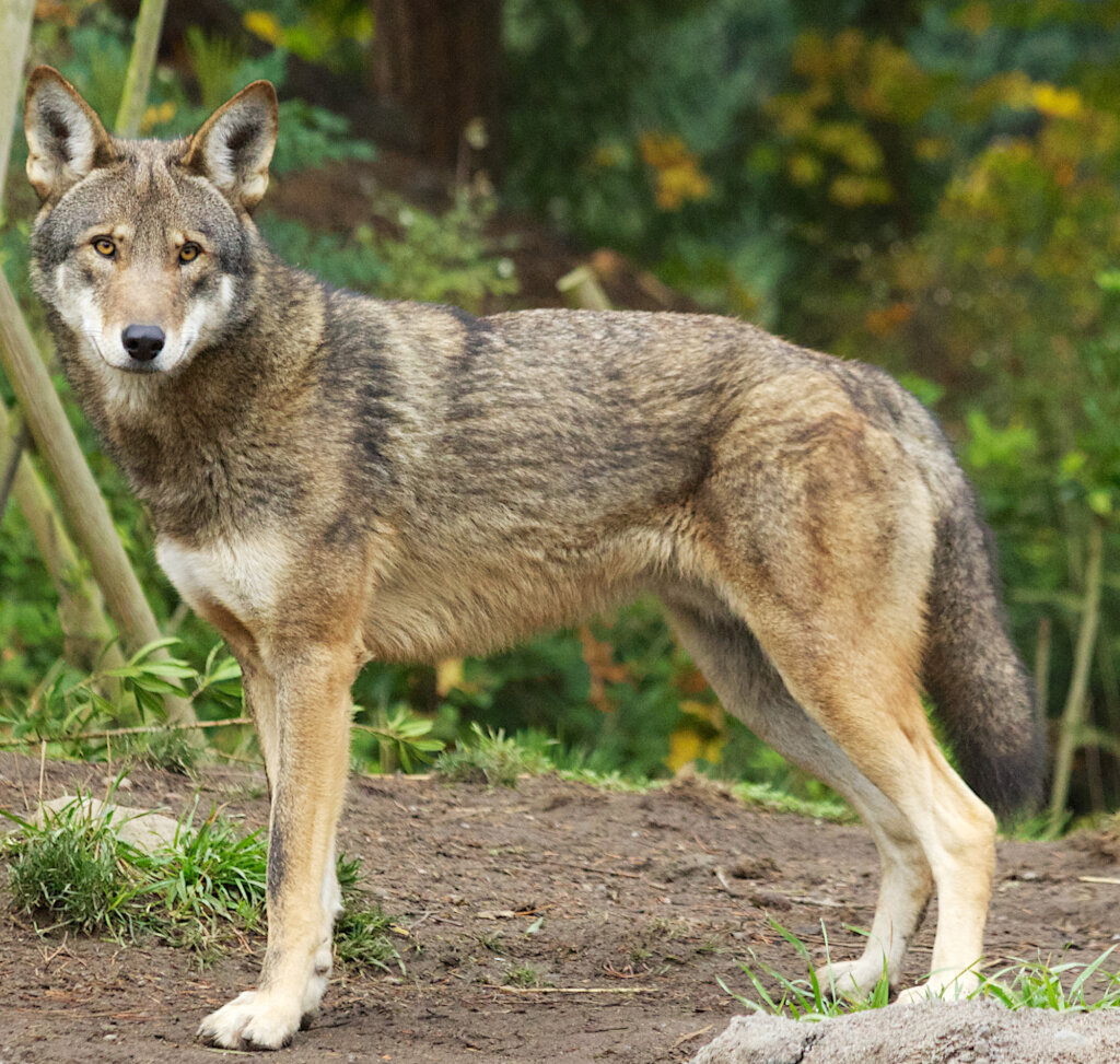 Red Wolf Wildlife Crossing Fund