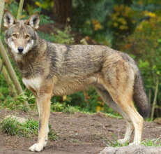 Red Wolf Wildlife Crossing Fund