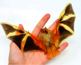 Save Painted Woolly Bats from senseless slaughter