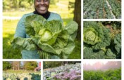Women-Led Agri Solutions for Nigeria