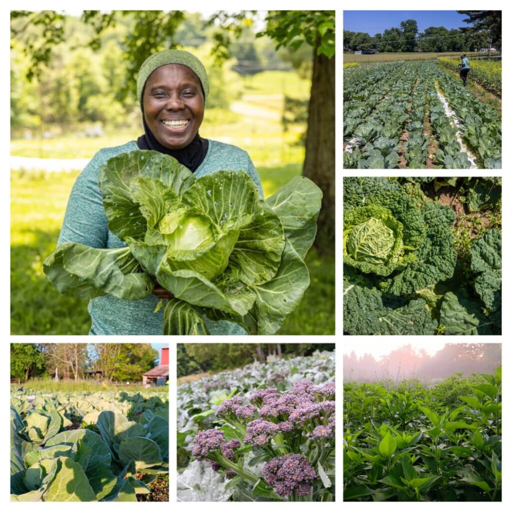 Women-Led Agri Solutions for Nigeria