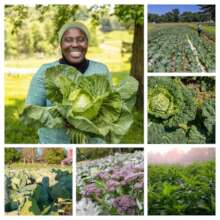 Women-Led Agri Solutions for Nigeria