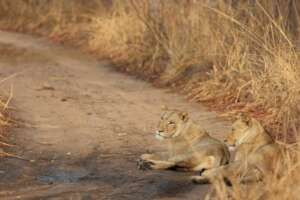 Lionesses: Credit - KopeLion