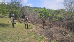 Team Brushcutting & Alien Vegetation Control
