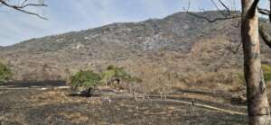 Wide Horizons - resilience amidst the ashes