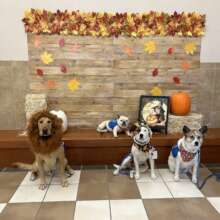Chuck, Vivian, Biscuit, & Ruby- Special Need Schoo
