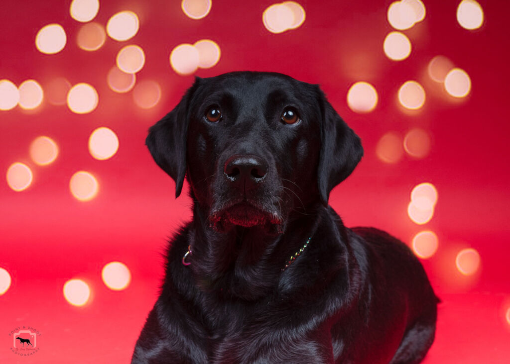 Therapet: Animal Assisted Therapy