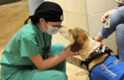 Therapet: Animal Assisted Therapy
