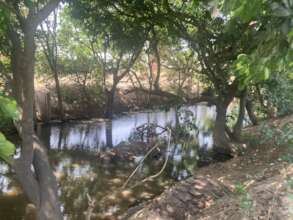 Healthy fish-filled river protected by trees