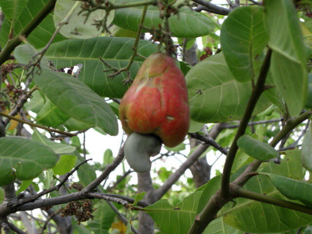 Organic Fish Farm Training