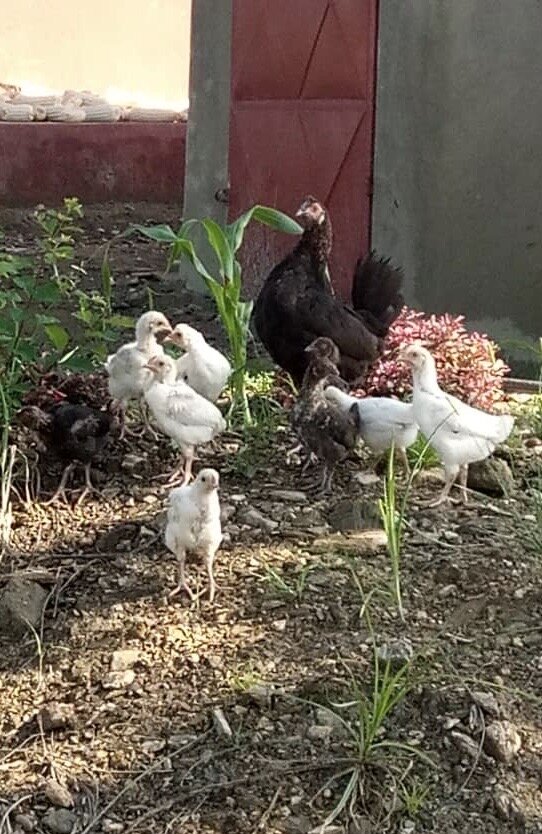 Organic Fish Farm Training