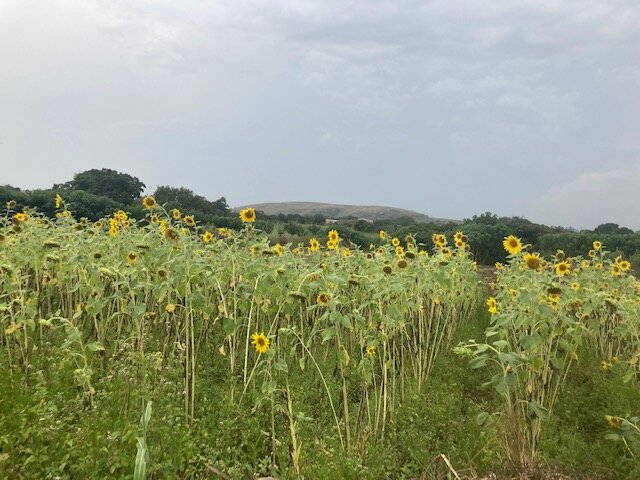 Organic Fish Farm Training