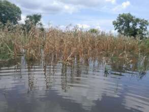 we hope to regain our livelihood