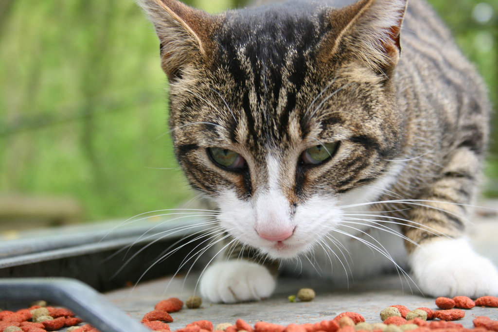 National Feral Cat Day (Oct 16) spay/neuter events
