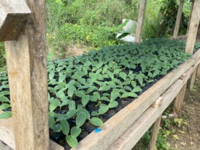 Vegetable production