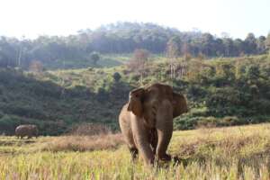 Set elephants free to live in the wild.