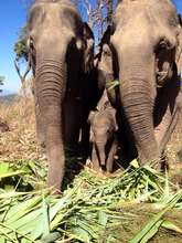 Baby Wan-Mai with his mom and grandmother