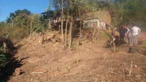 The newly planted banana trees