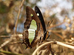 Common Nawab spotted in the village
