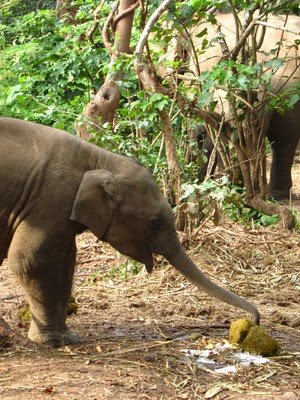 Baby Ele eating dung