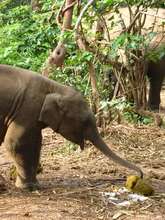 Baby Ele eating dung