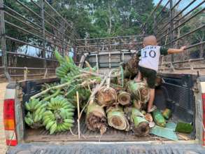 Everyone in the village caring for the elephants