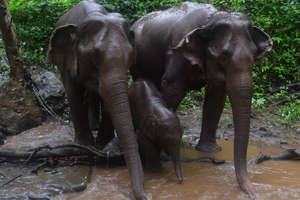 Our 3 generations of elephants enjoying the rain