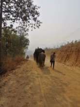 Mahouts walk their elephants home from the city