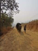 Mahouts walk their elephants home from the city