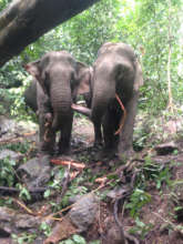 Observations for our Movement Data project