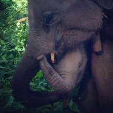 The elephants interacting