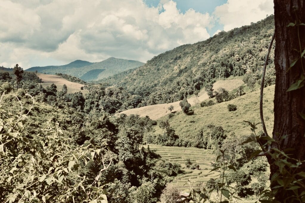 Save and Rescue an Asian Elephant Today