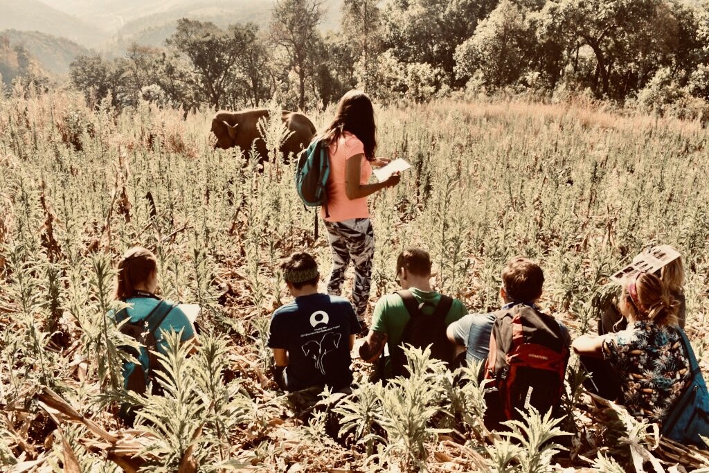 Save and Rescue an Asian Elephant Today