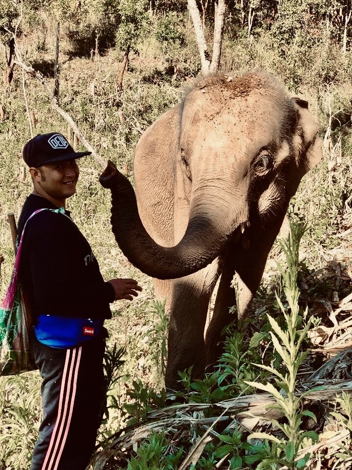 Save and Rescue an Asian Elephant Today