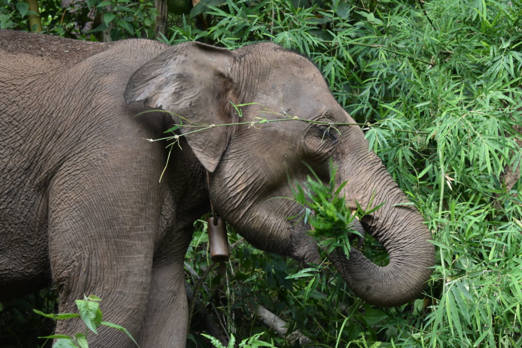 Save and Rescue an Asian Elephant Today